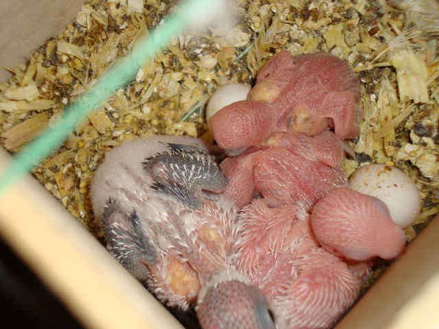 piccoli crescono