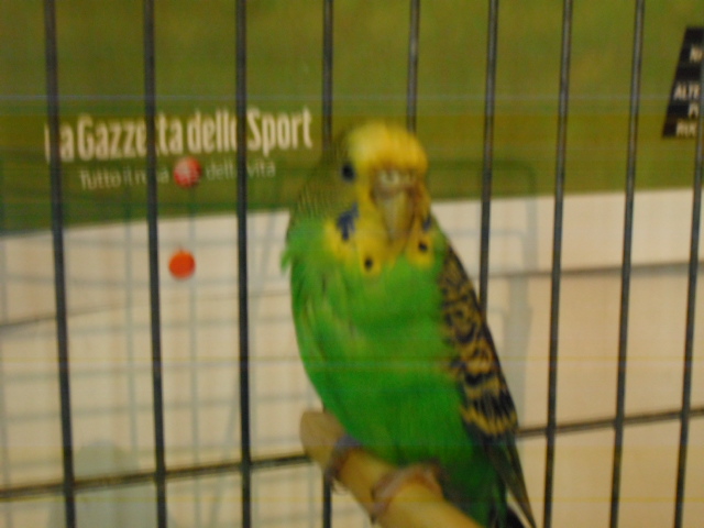 Cera del becco