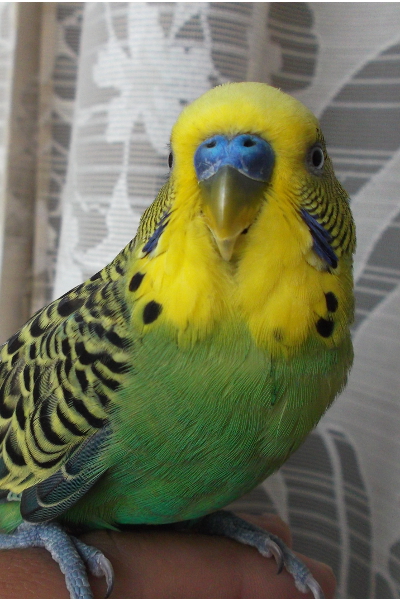 nido?