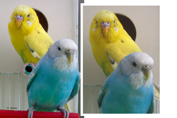 nido?