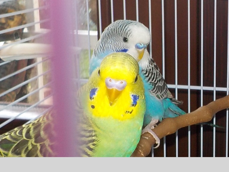 COCO e RITA O COCO
eRITO?