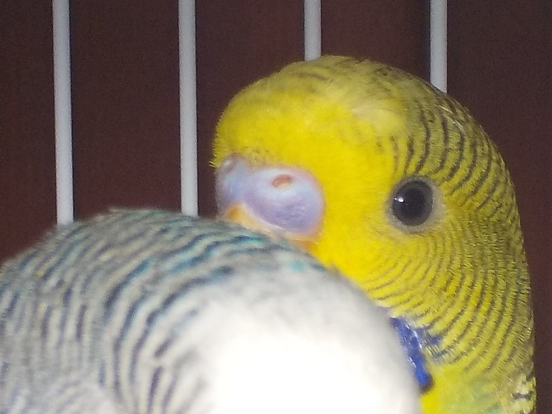 COCO e RITA O...