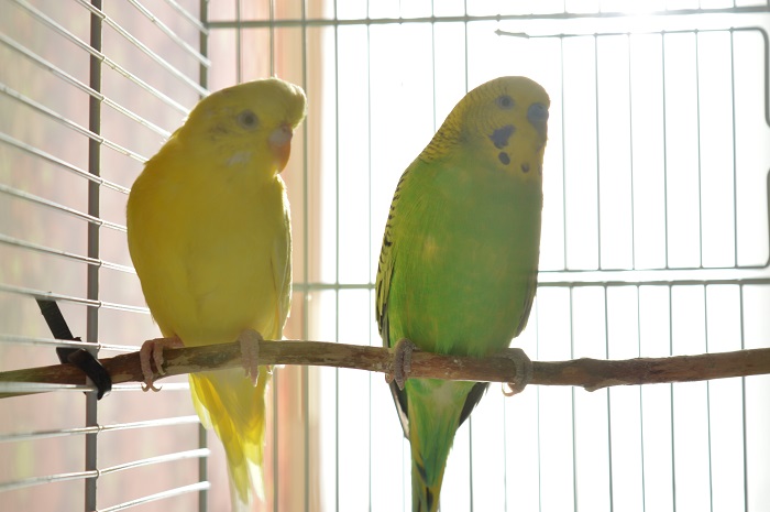 Coco (forse) malata