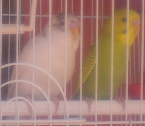 Nuove coco