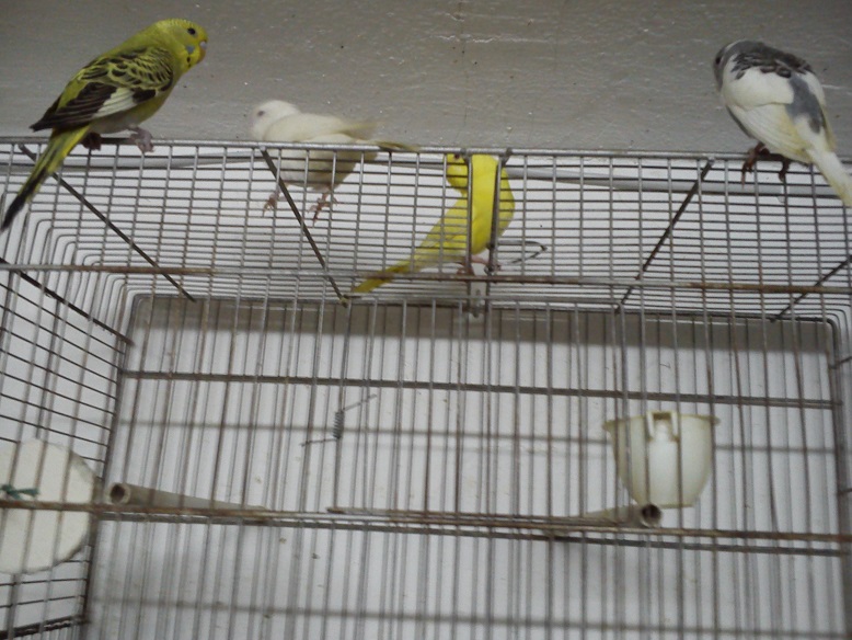 ecco i miei amorini:)