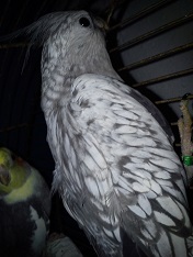 ecco i miei amorini:)