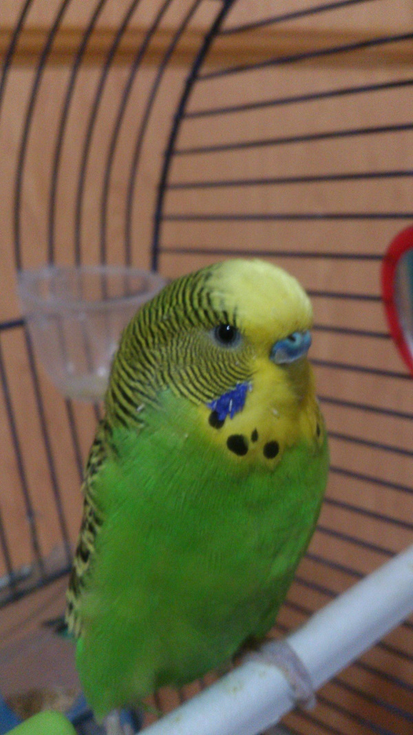 colore cera...