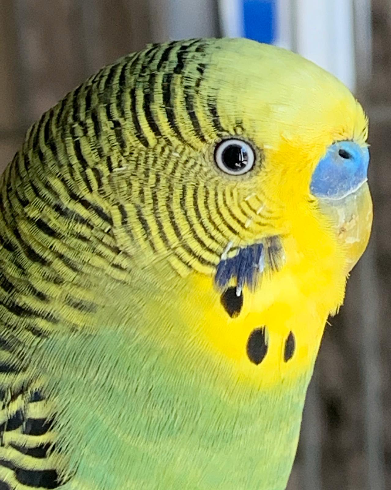 Età 
