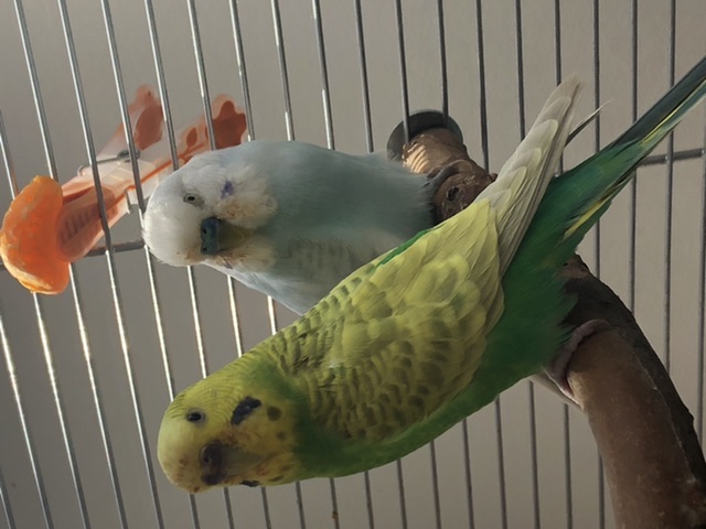 Volo libero andato male