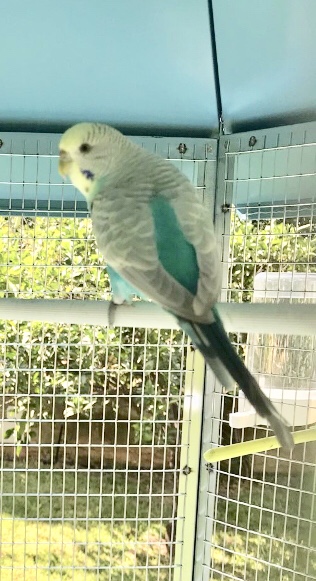 Mutazione coco