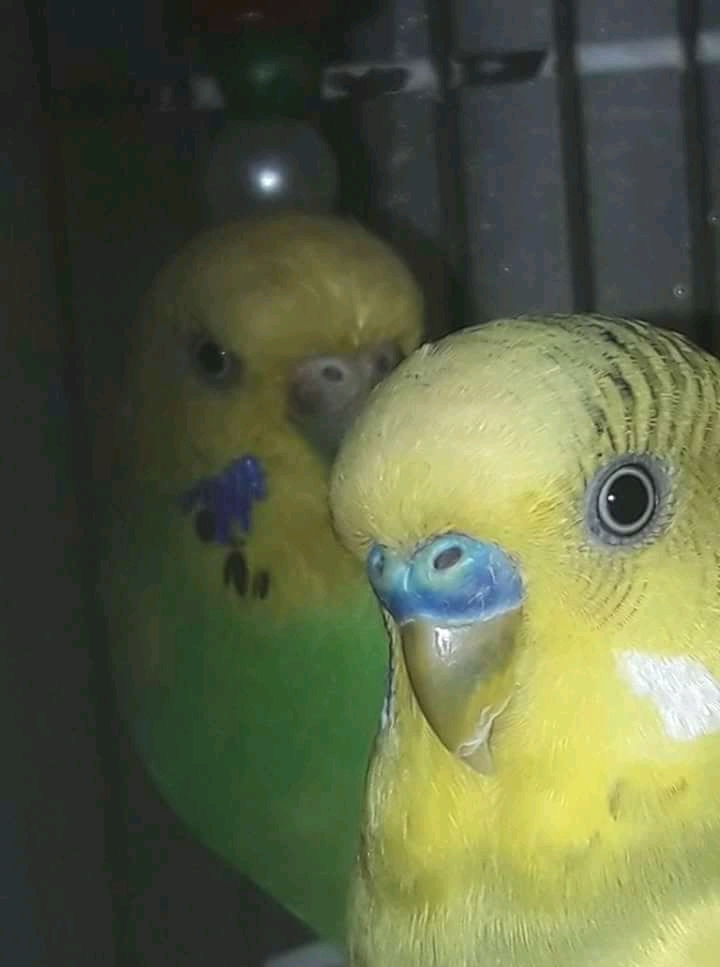 Puà² essere principio di
scabbia?