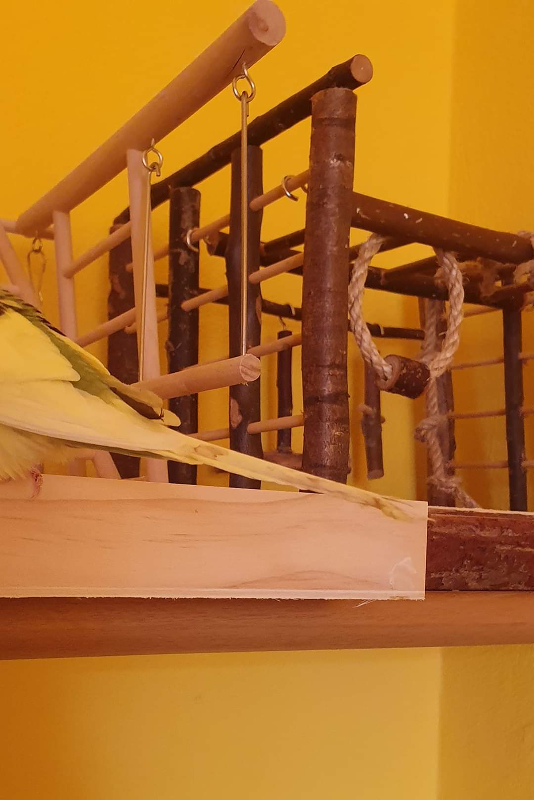 Cocorita sporca di feci