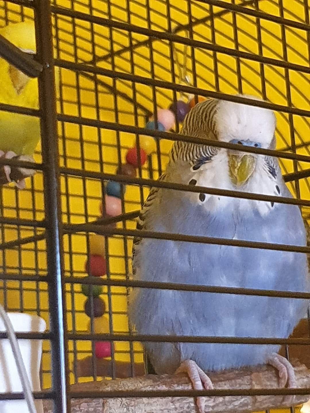 Scabbia o normale
screpolatura?