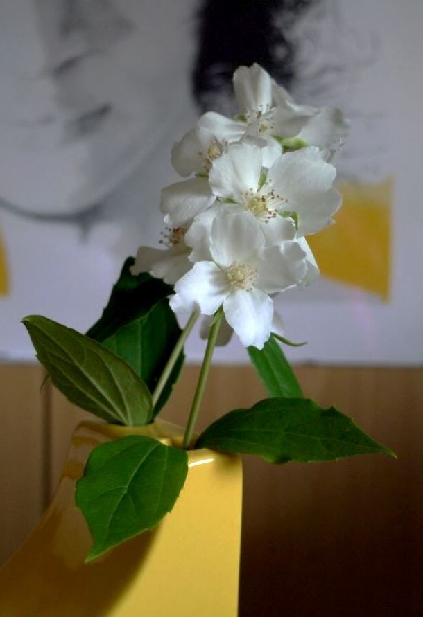 Identificazione di un
fiore