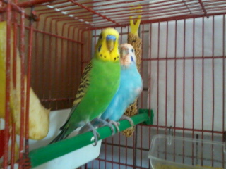 ragab scusatemi guardate
questa coco
