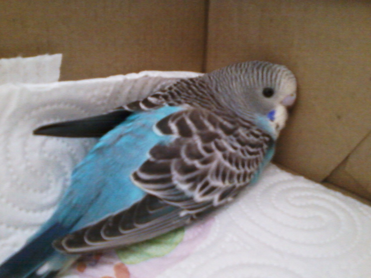 URGENTE! Pullo caduto...