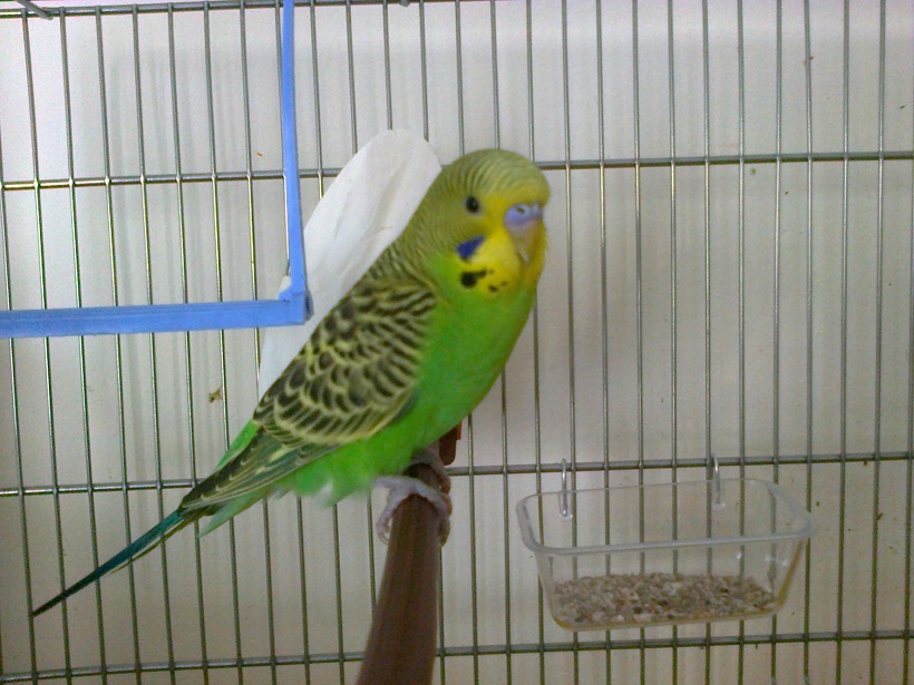 pistacchio