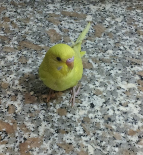 Giallo