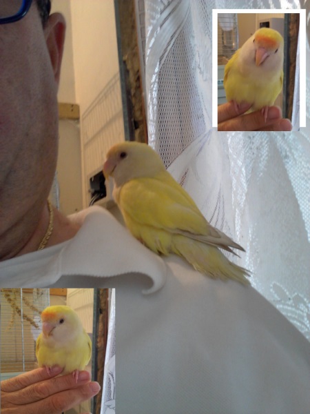 Agapornis Femmina Cedo