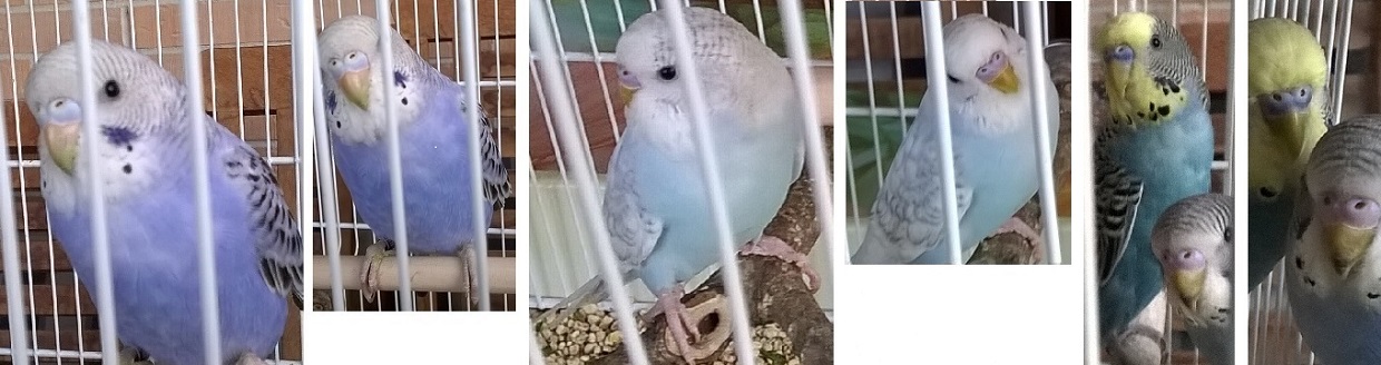 Ho due coppie o sono 3
femmine e 1 maschio?