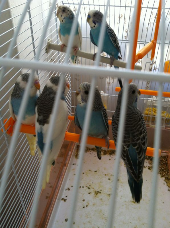 fatti con lo stampo