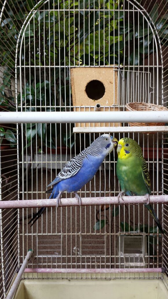 Dritte neofita cocoriti