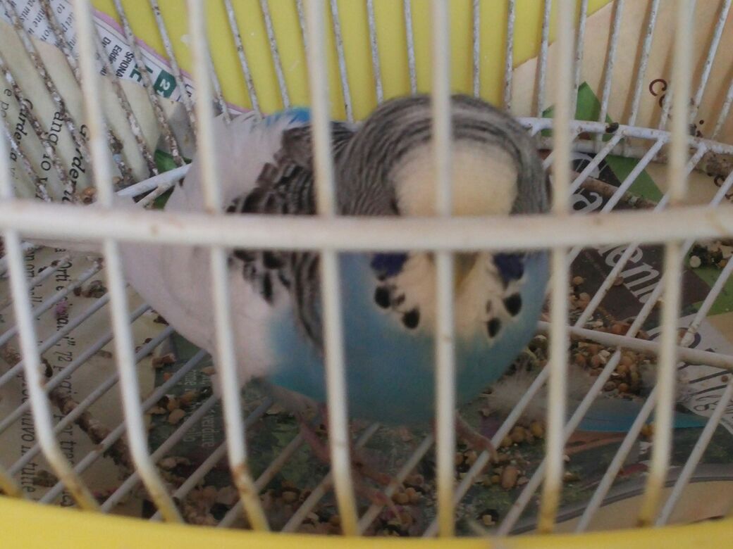 Aiuto, Cocorito malato e
sul fondo della gabbia