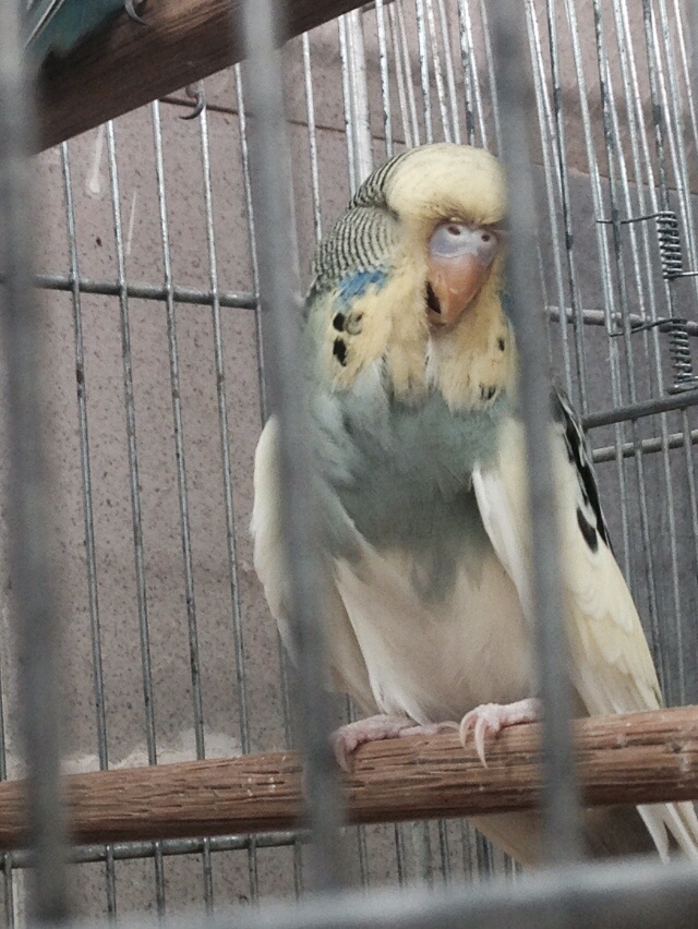 Cocorite inglesi