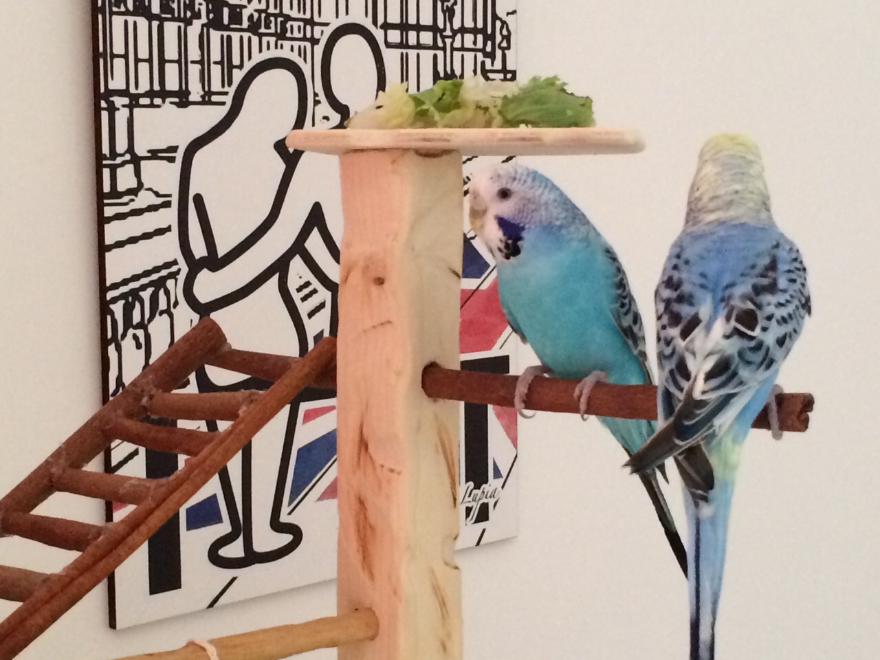 Pepito e pepita
