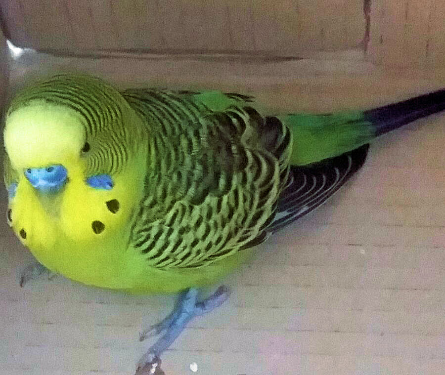 Mi presento
