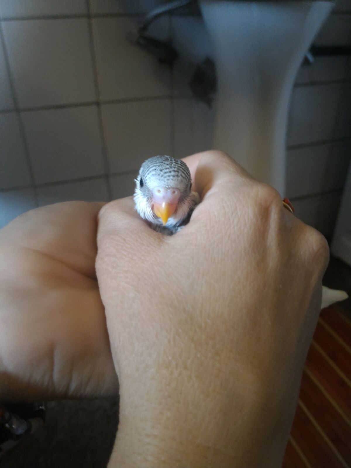 mi presento e...