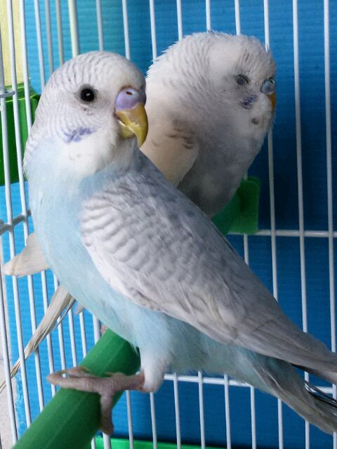 Prince e Queen