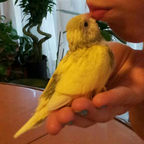 Pullo di 3 giorni...
