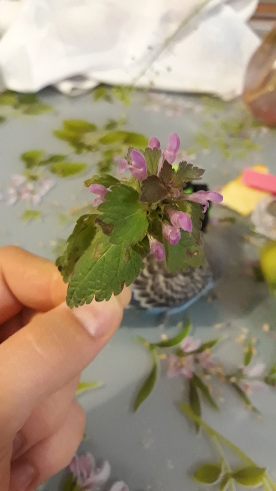 Fiore spontaneo edibile?
