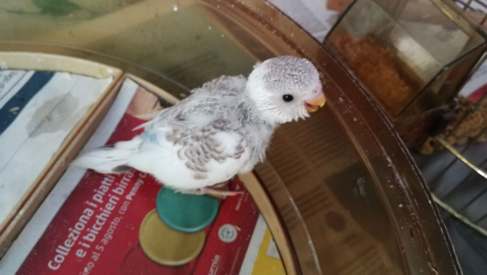 Cannella?