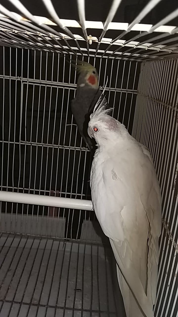 calopsita albina affetta
da sindrome ino