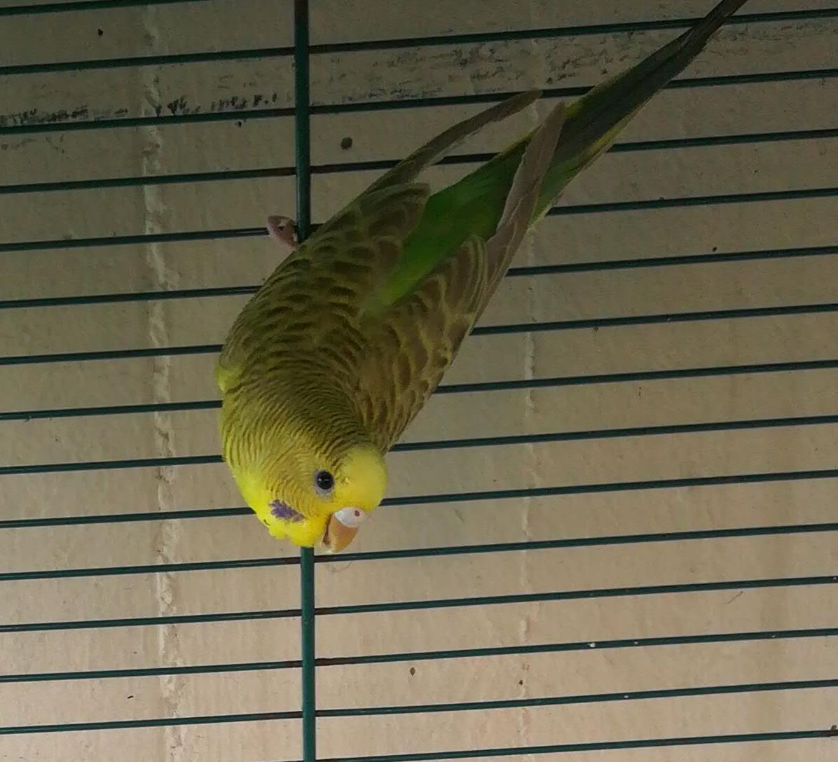 SESSO COCO