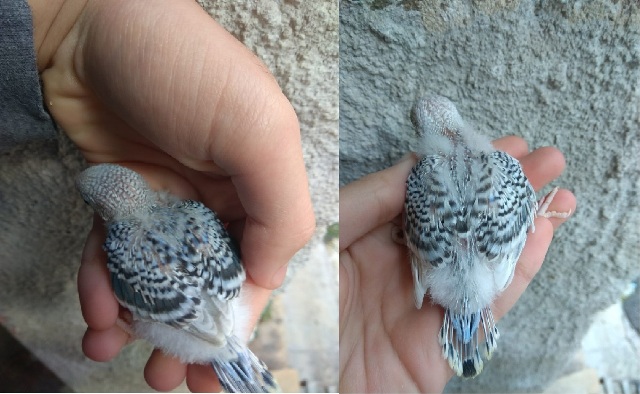 Piccole rarità