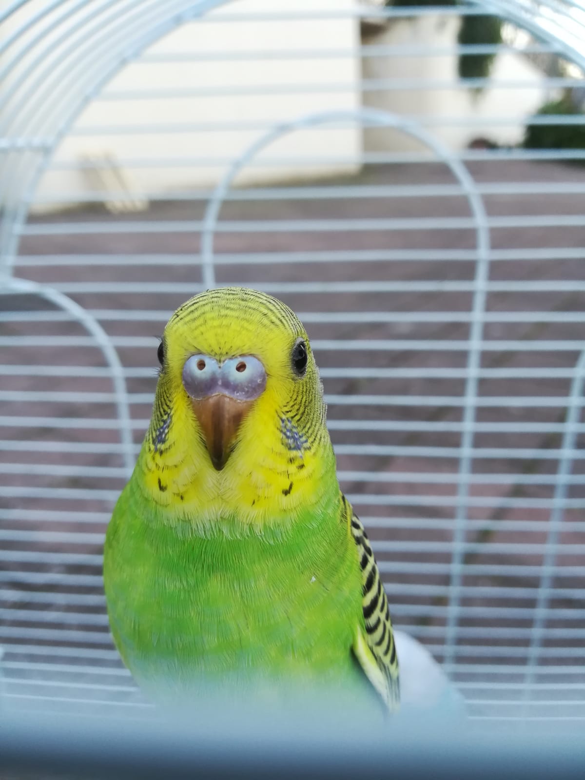Sesso coco