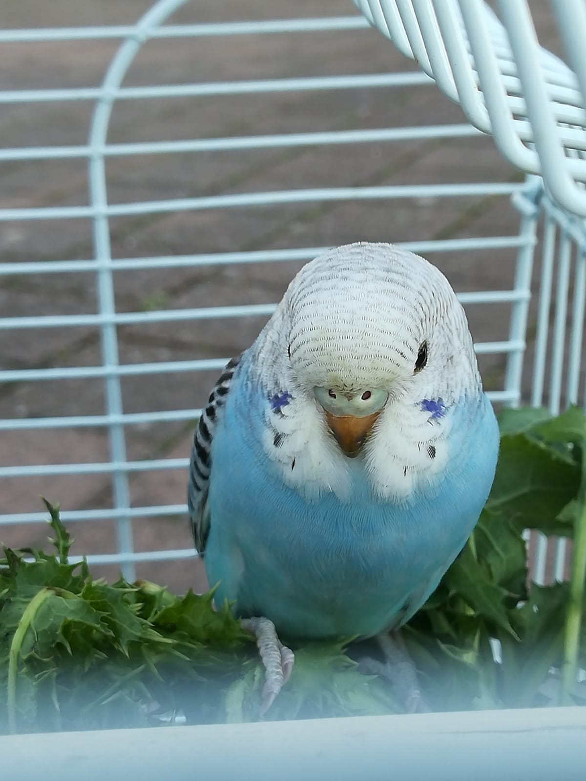 Sesso coco