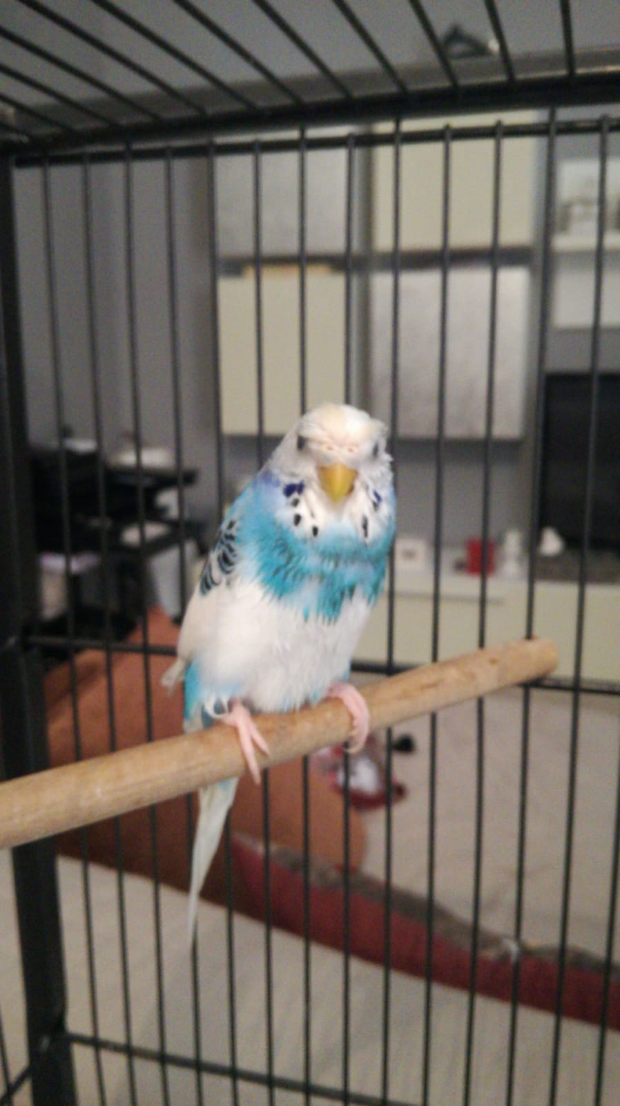 Lola non riesce a volare