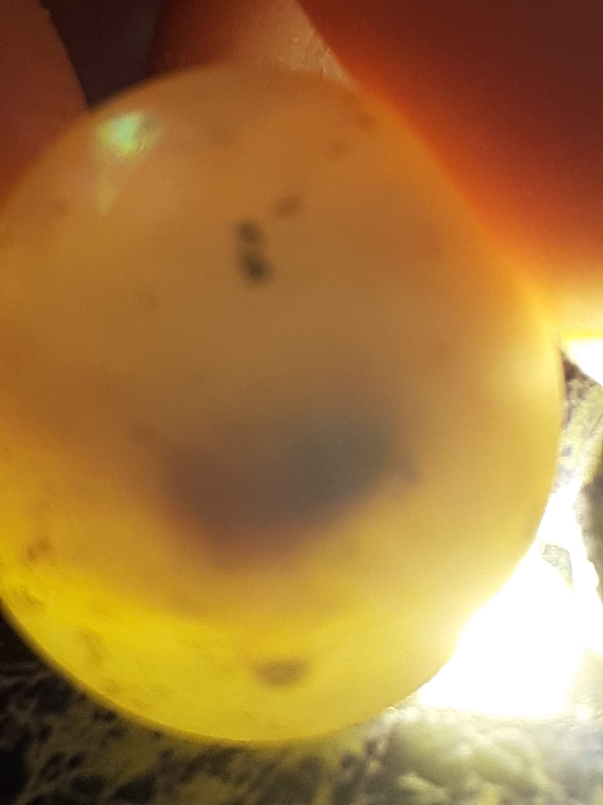 Speratura uova