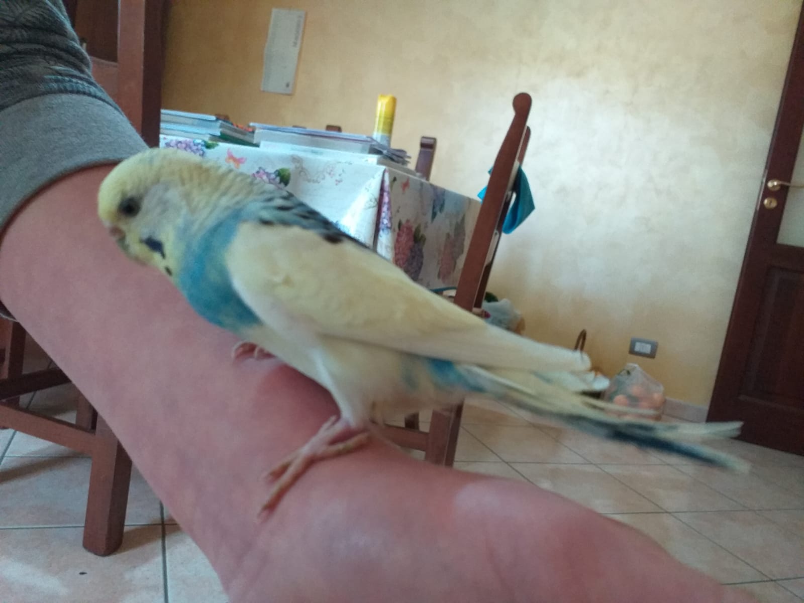 Coco non vola