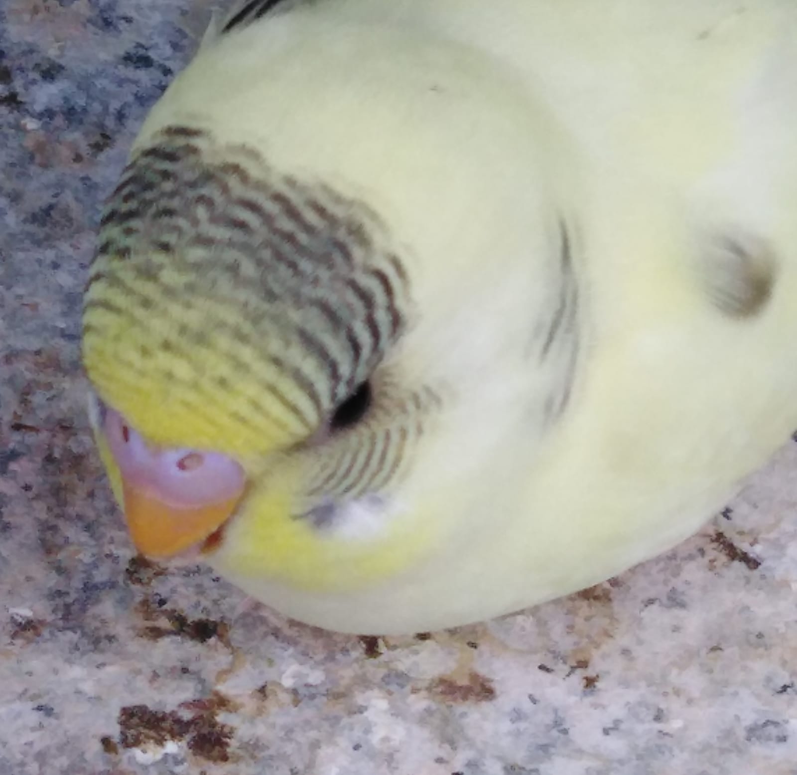 Sesso