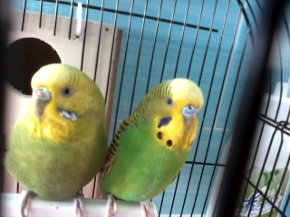 I MIEI COCO SI GRATTANO
OGNI SECONDO CHE HANNO?