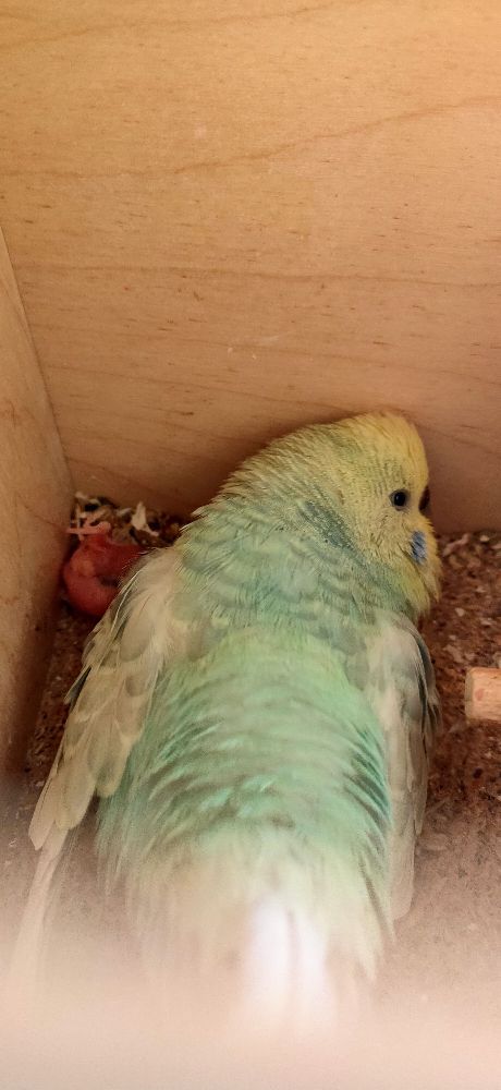 Primo pullo