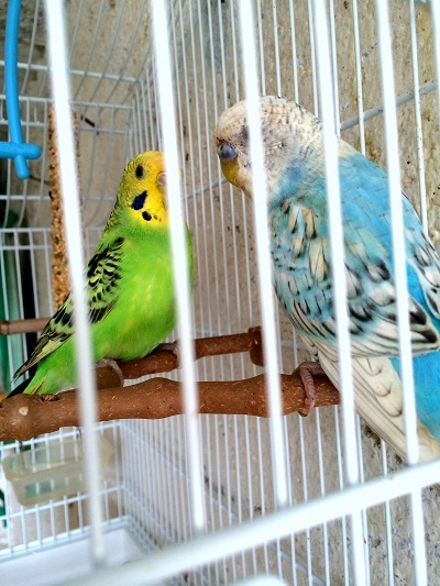 età  cocorito gino