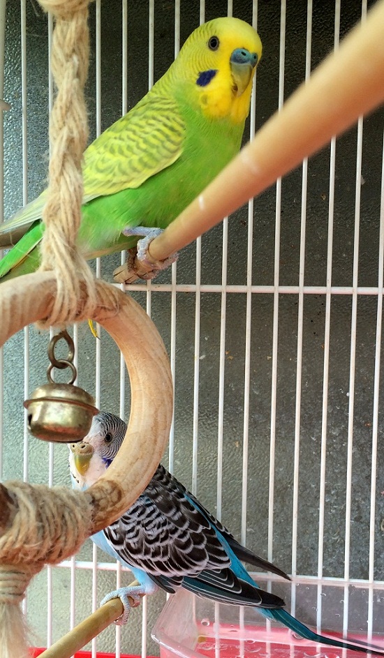 ex piccoli