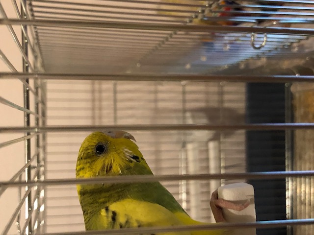 COCORITA BUCO SENZA
PIUME