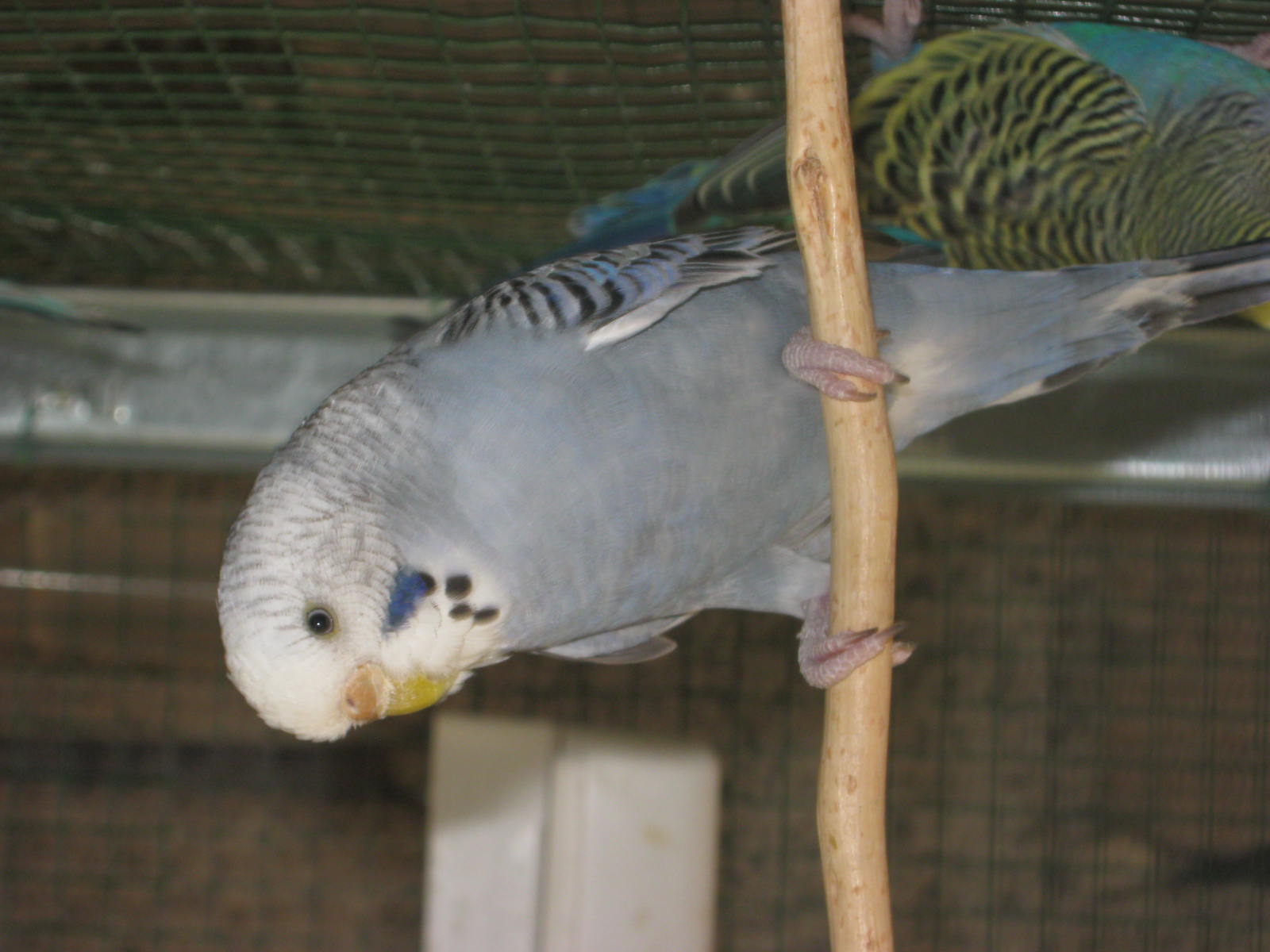Come formare le coppie
in base alla Mutazione